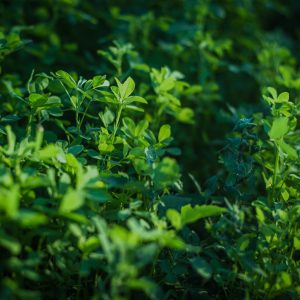 AlfaPro Alfalfa Juice Protein Powder