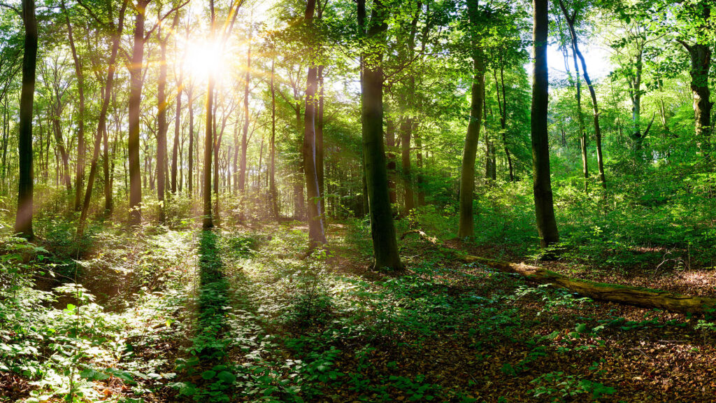 Antromax™ Antrodia Cinnamomea Mushroom Powder Cultivation