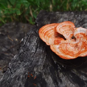 Antromax™ Antrodia Cinnamomea Mushroom Powder