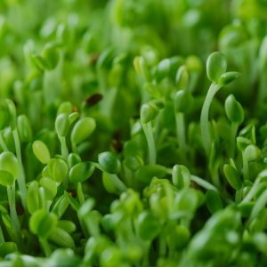 BroccoPhane Broccoli Sprout Extract, Standardized for Sulforaphane