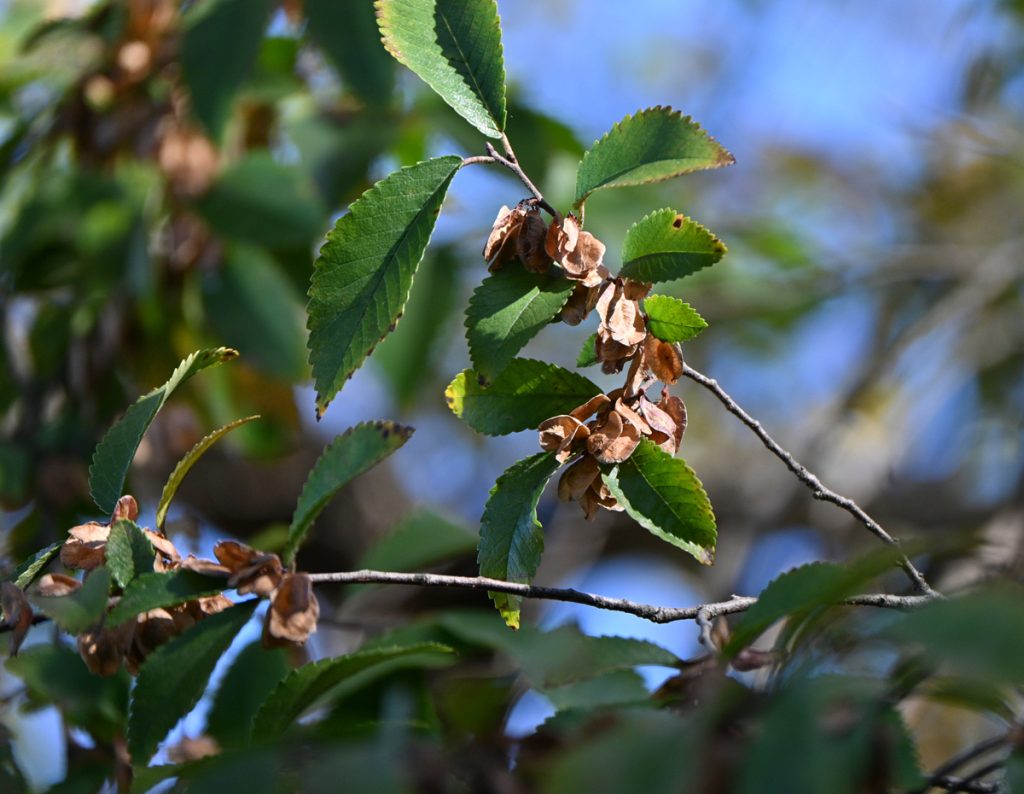 Novusetin® Fisetin Extract - Japanese Wax Tree - Responsibly-Sourced