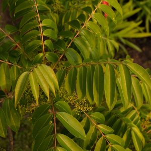 Novusetin Fisetin Extract, Standardized to NLT 95% Fisetin