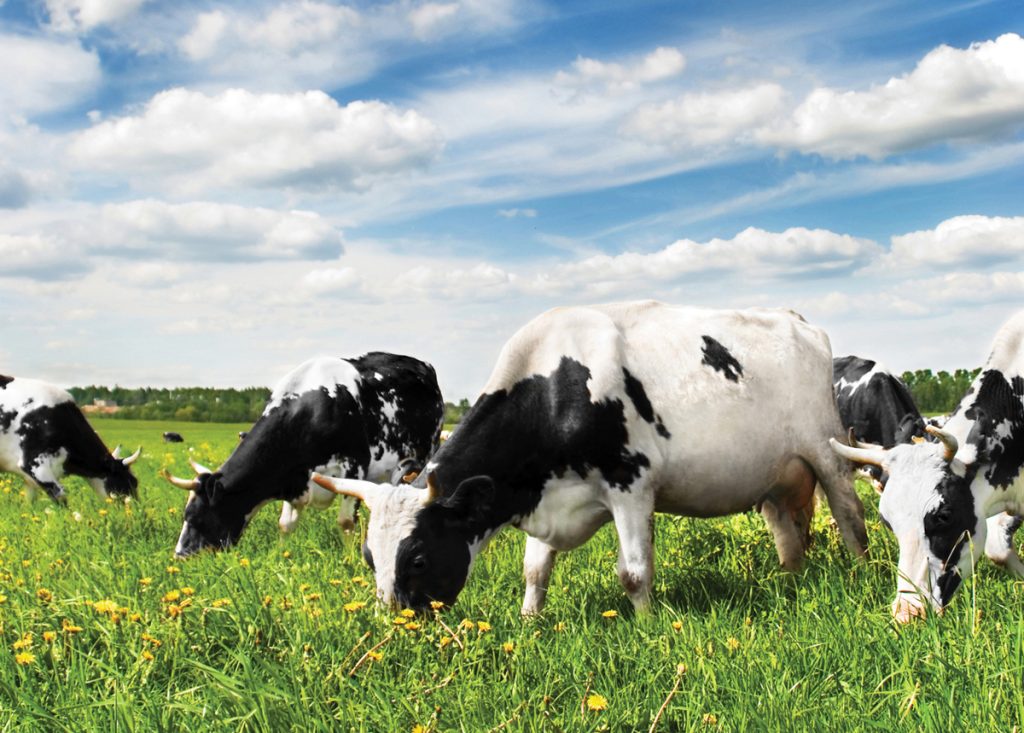 PeptPure® Organic Grass-Fed Collagen Peptides