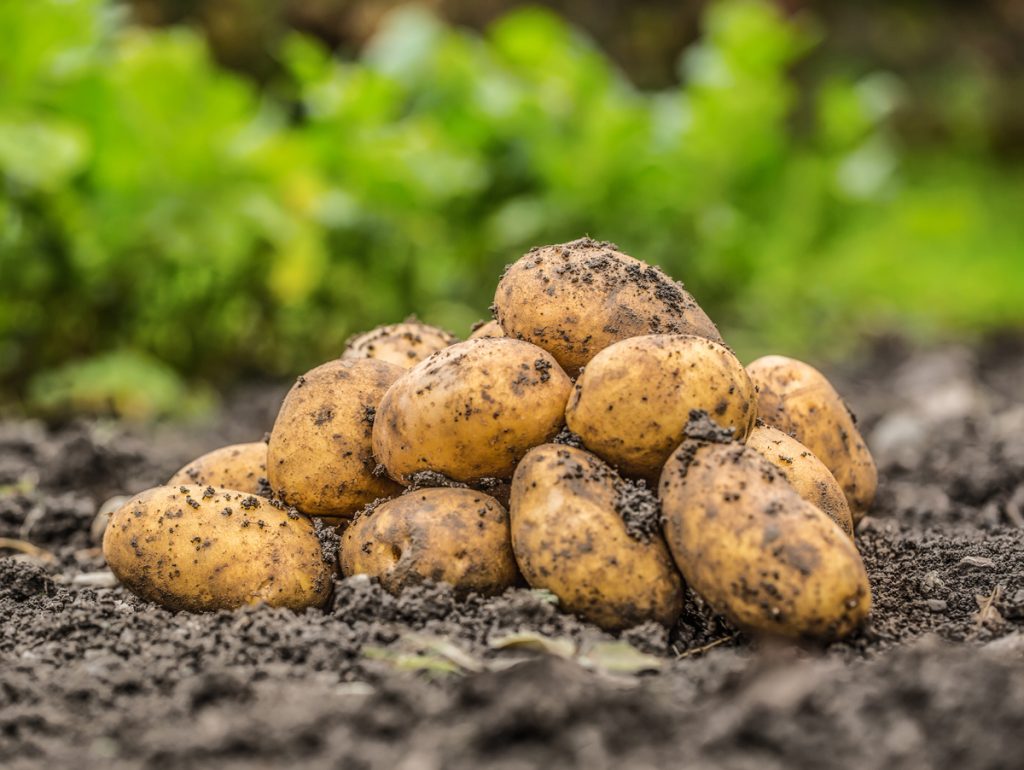 Solathin® Patato-Based Protease Inhibitor II (PI-2) - Sustainably-Sourced