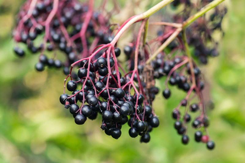 Feno-Sambucus™ 30 – 30% Anthocyanin Elderberry Extract